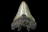 Fossil Megalodon Tooth - North Carolina #149391-1